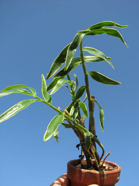 Dendrobium moniliforme Kinzankongo.jpg