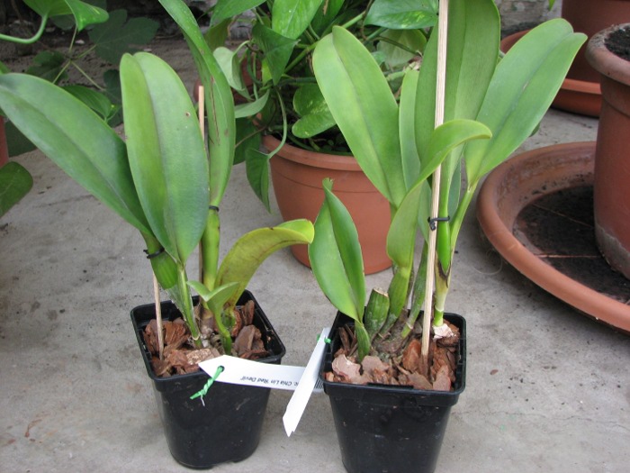 Brassolaeliocattleya Chia Lin 'Red Devil'.JPG