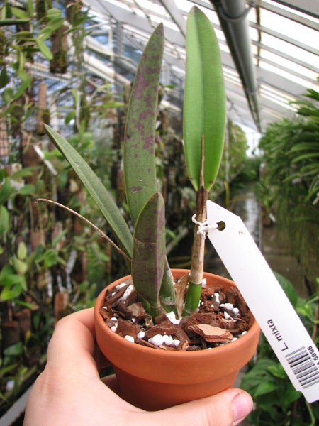 Laelia mixta.JPG