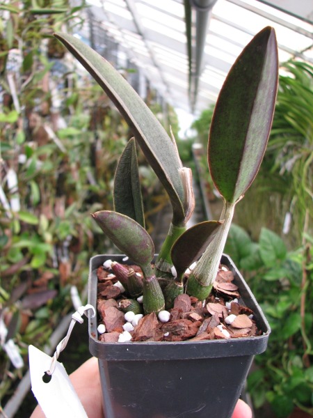 Laelia sanguiloba.JPG
