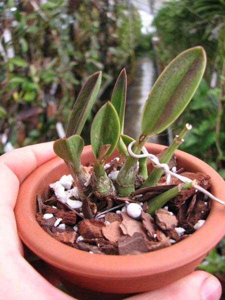 Laelia caulescens tipo.JPG