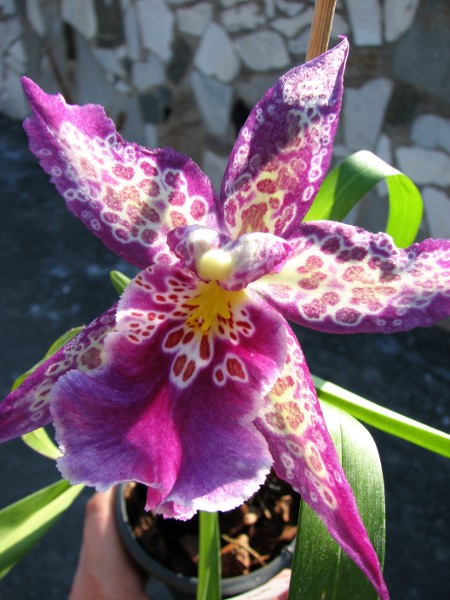 Beallara Patricia McCully 'Pacific Matriarch'.JPG