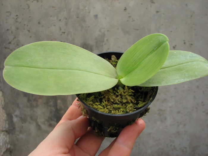 Phalaenopsis KS Happy Eagle.JPG