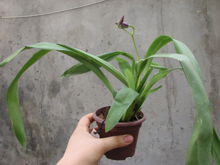 Odontonia Papageno 'Mi Amour'.JPG