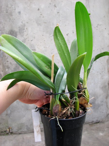 Bulbophyllum Elizabeth Ann.JPG