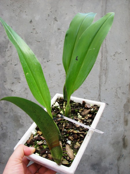 Bulbophyllum lasianthum.JPG