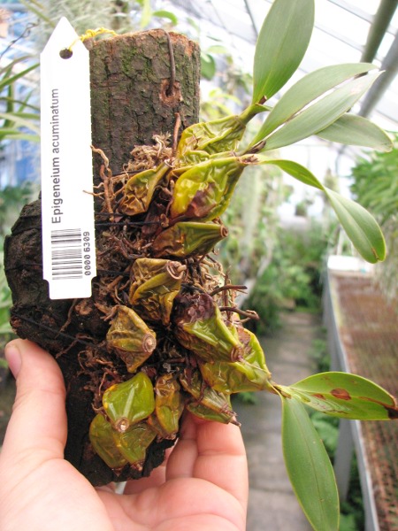 Epigeneium acuminatum.JPG
