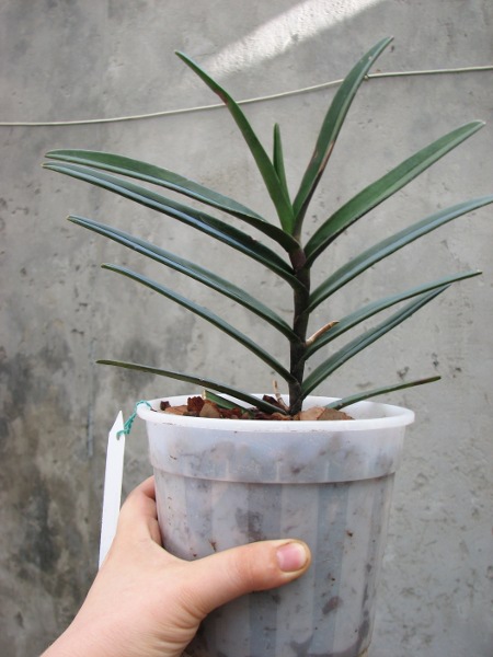 Renanthera monachica.JPG