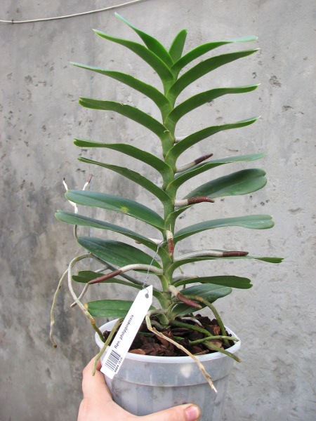 Renanthera philippinensis.JPG