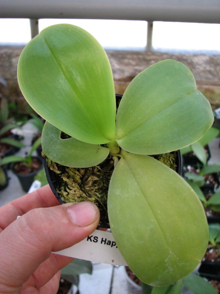 Phalaenopsis KS Happy Eagle.JPG