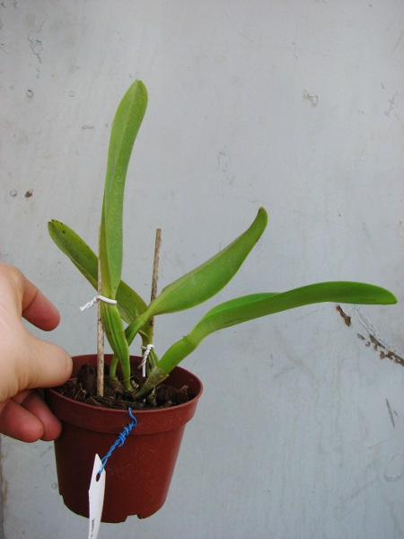 Cattleya dowiana rosea x self.JPG