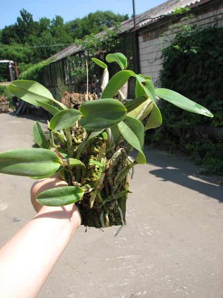 Cattleya walkeriana var princeps (extra size).jpg