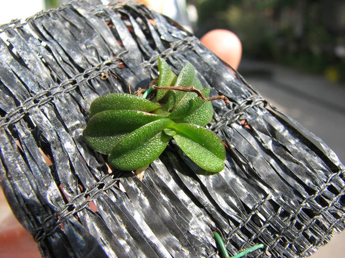 Schoenorchis fragrans.jpg