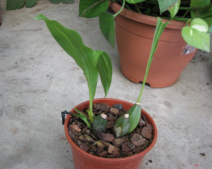 Lycaste aromatica.JPG