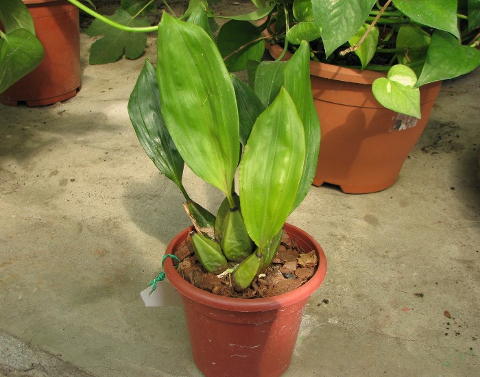 Bifrenaria harrisoniae.JPG
