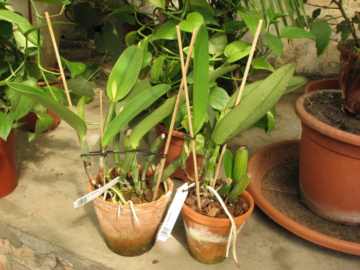 Cattleya maxima.JPG