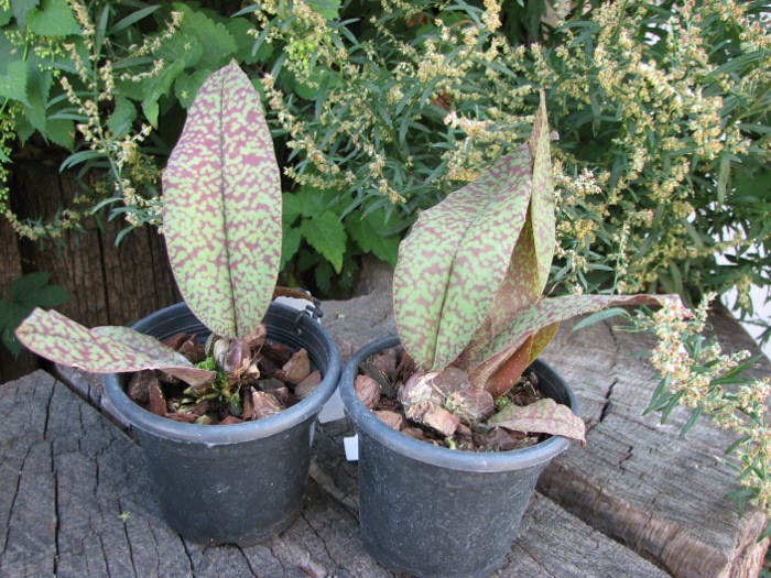 Psychopsis Butterfly (sanderae x papilio).JPG