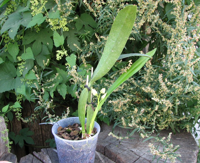 Prosthechea fragrans.JPG