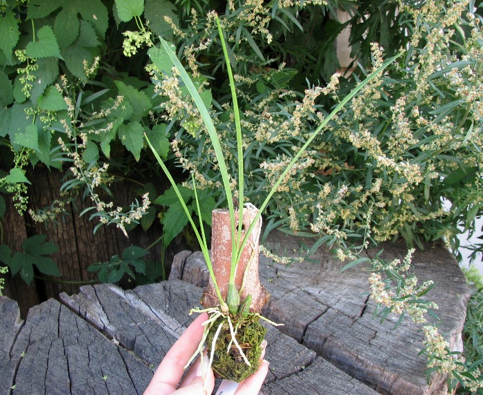 Encyclia bractescens.JPG