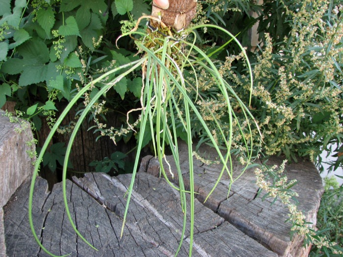 Brassavola cucullata.JPG