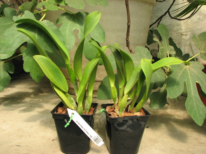 Brassolaeliocattleya Chia Lin 'Red Devil'.JPG