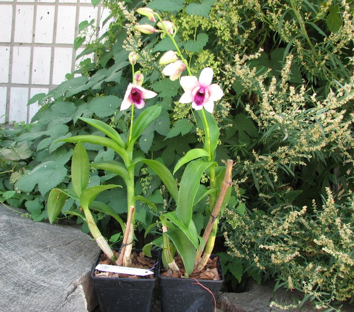 Dendrobium Rainbow Fantasy.JPG