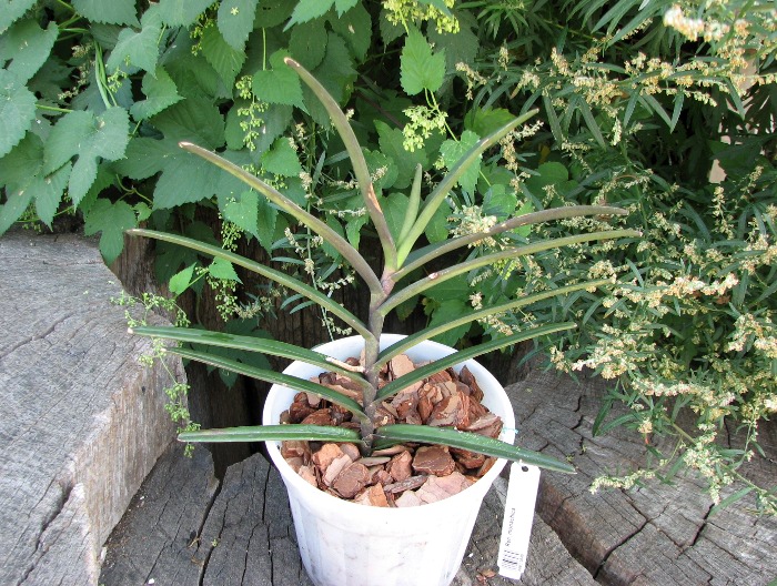 Renanthera monachica.JPG