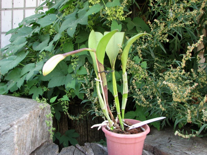 Brassocattleya Cynthia (Brassavola digbyana x Cattleya walkeriana).JPG
