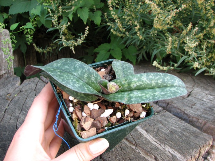 Paphiopedilum godefroyae.JPG