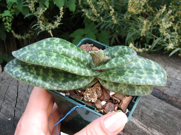 Paphiopedilum concolor.JPG