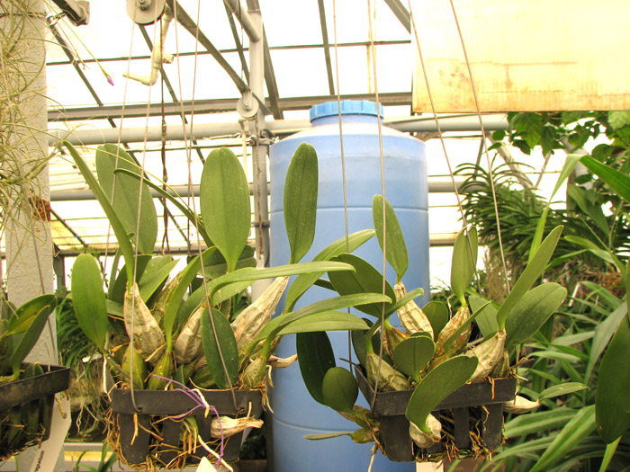Dendrobium aggregatum.jpg