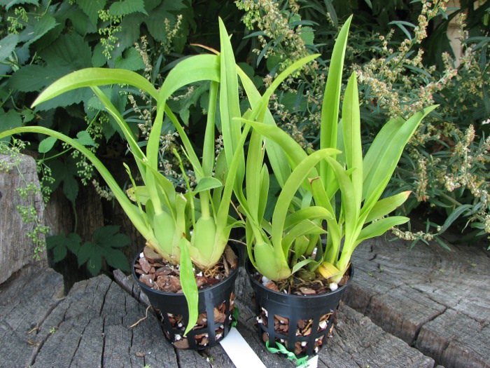 Oncidium Twinkle 'Red Fantasy'.JPG