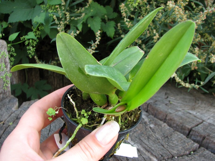 Sophrolaeliocattleya Little Hazel 'M' (Slc. Hazel Boyd x Sl. Psyche).JPG