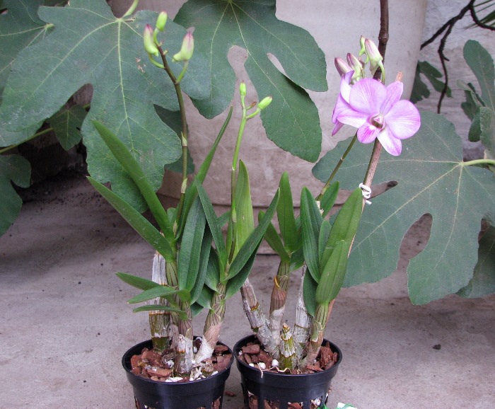 Dendrobium Happy Face.JPG