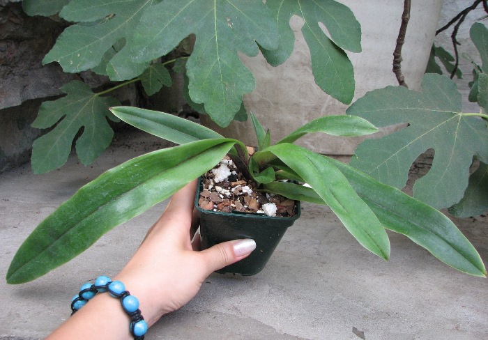 Paphiopedilum spicerianum.JPG