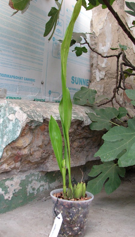 Dendrochilum magnum.JPG