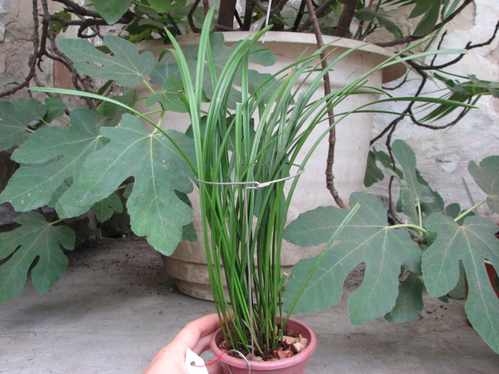 Dendrochilum wenzelii.JPG