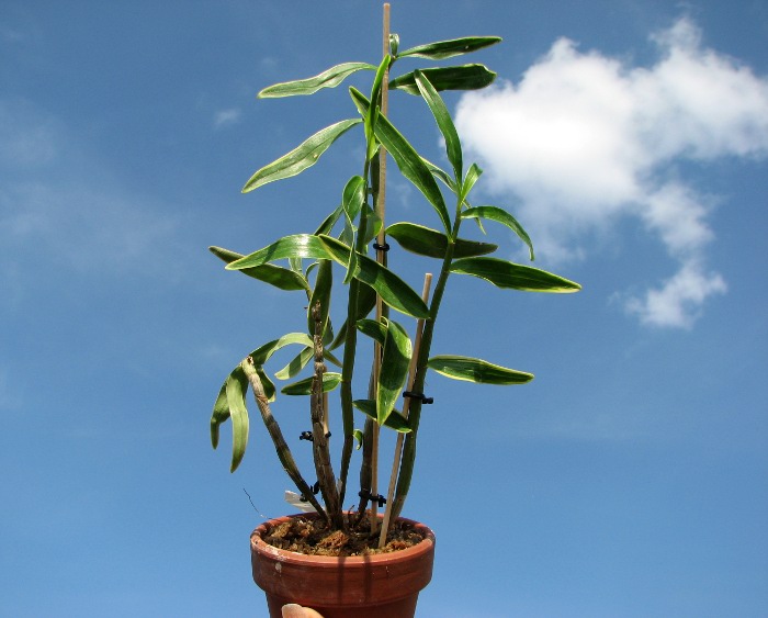 Dendrobium moniliforme Kinzankongo.JPG