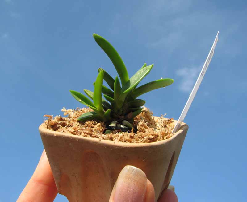 Neofinetia falcata Tachitaihou.jpg