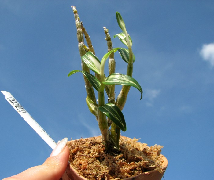 Dendrobium moniliforme Tama.JPG