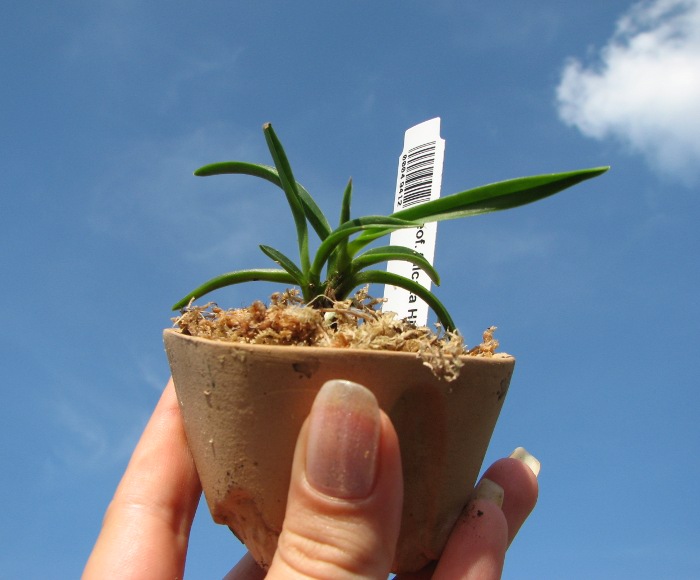 Neofinetia falcata Hime Manjushage.JPG