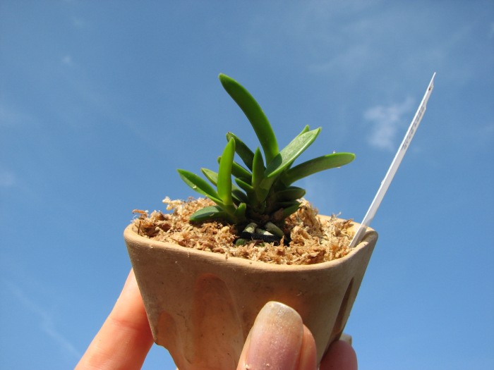 Neofinetia falcata Tachitaihou.JPG