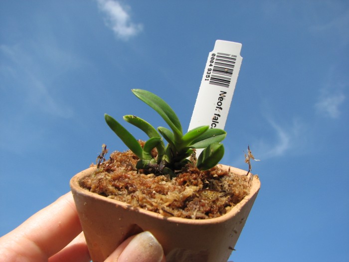 Neofinetia falcata Yodonomatsu.JPG