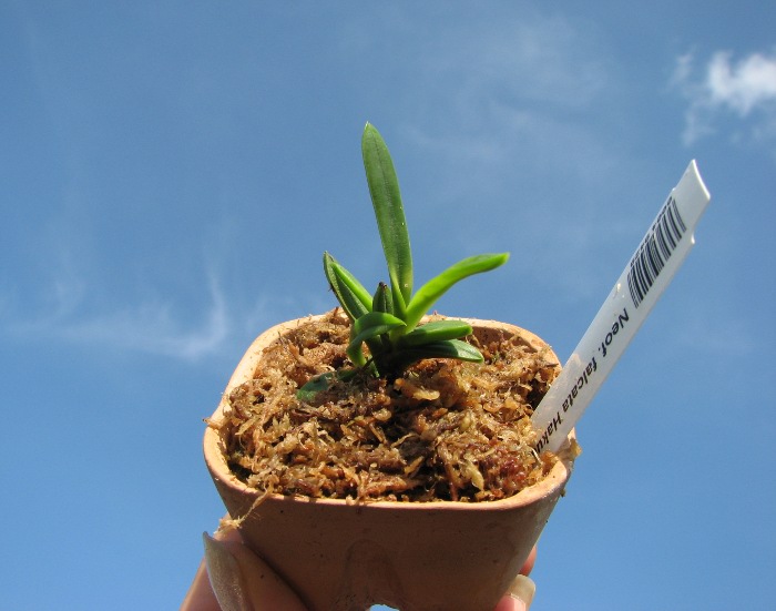 Neofinetia falcata Hakuun.JPG
