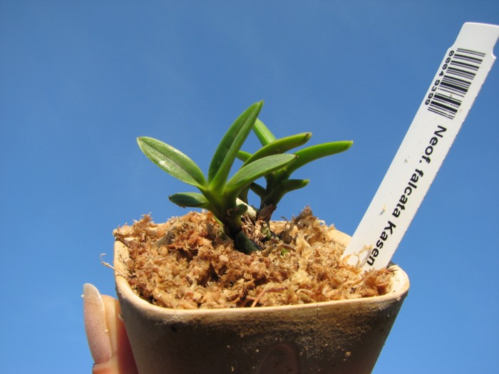 Neofinetia falcata Kasen.JPG