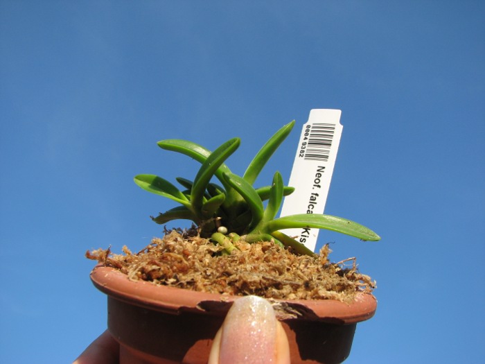 Neofinetia falcata Kisei Gyoku.JPG