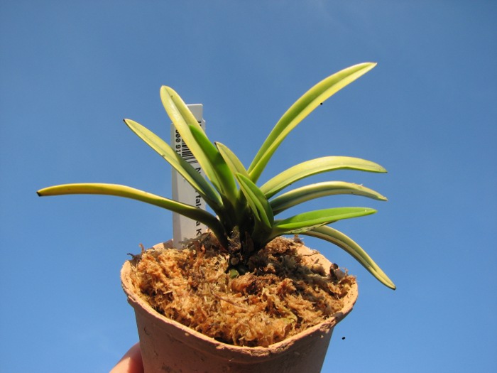 Neofinetia falcata Kinrokaku.JPG