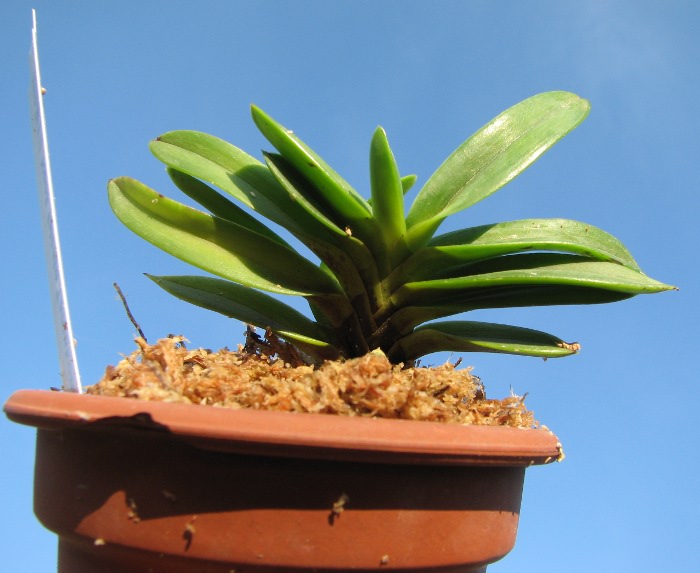 Neofinetia falcata Tamakongo.JPG