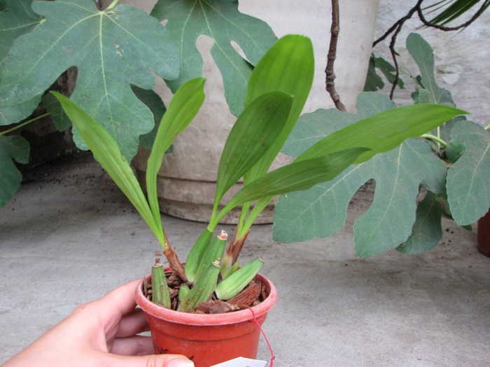 Coelogyne sparsa.JPG