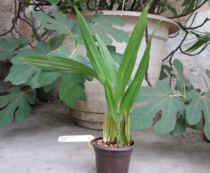 Coelogyne merrillii.JPG